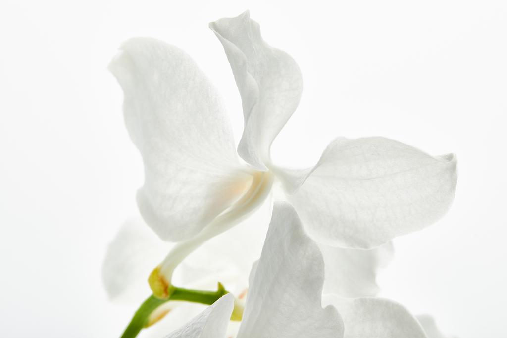 白い枝に孤立した美しい蘭の花を間近に見ることができます - 写真・画像
