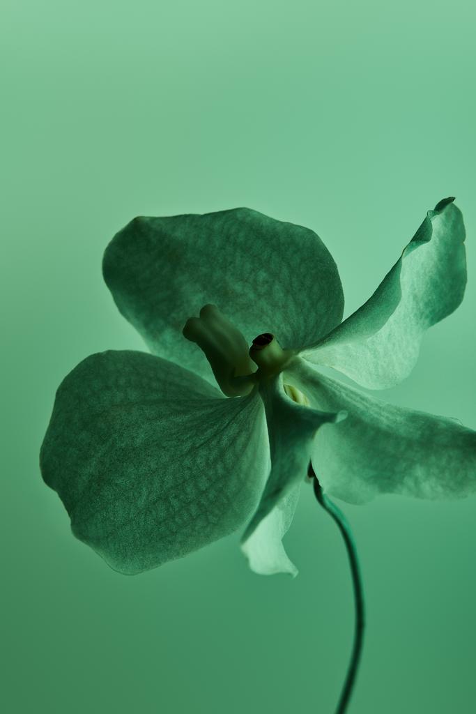 Flor De Orquídea Verde Colorido Isolado No Fotos e imagens sem royalties