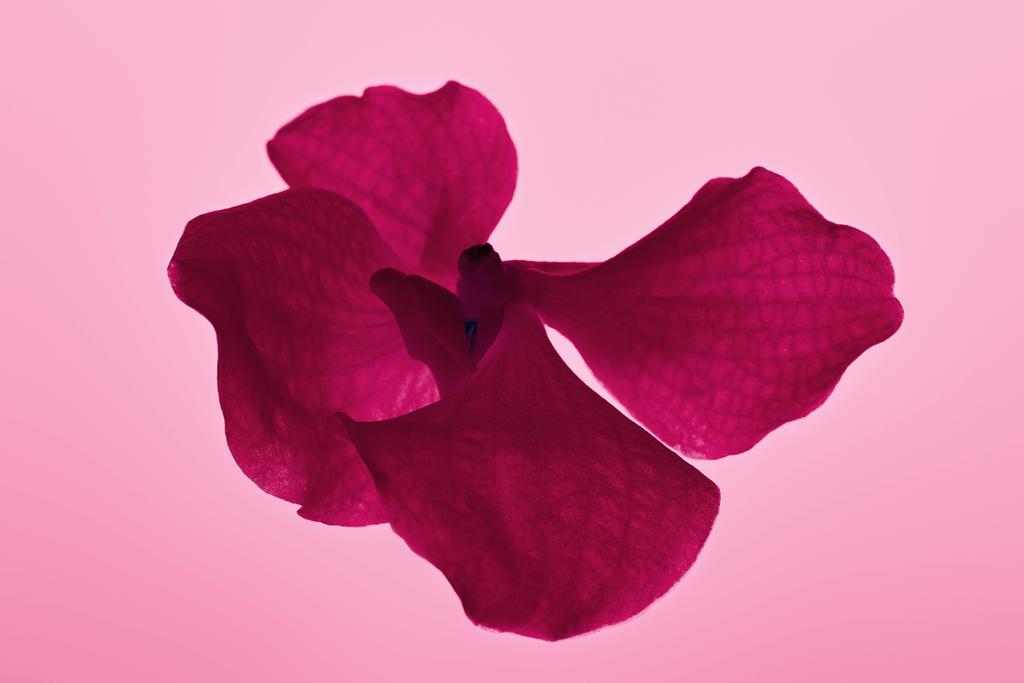 colorful pink orchid flower isolated on pink - Photo, Image