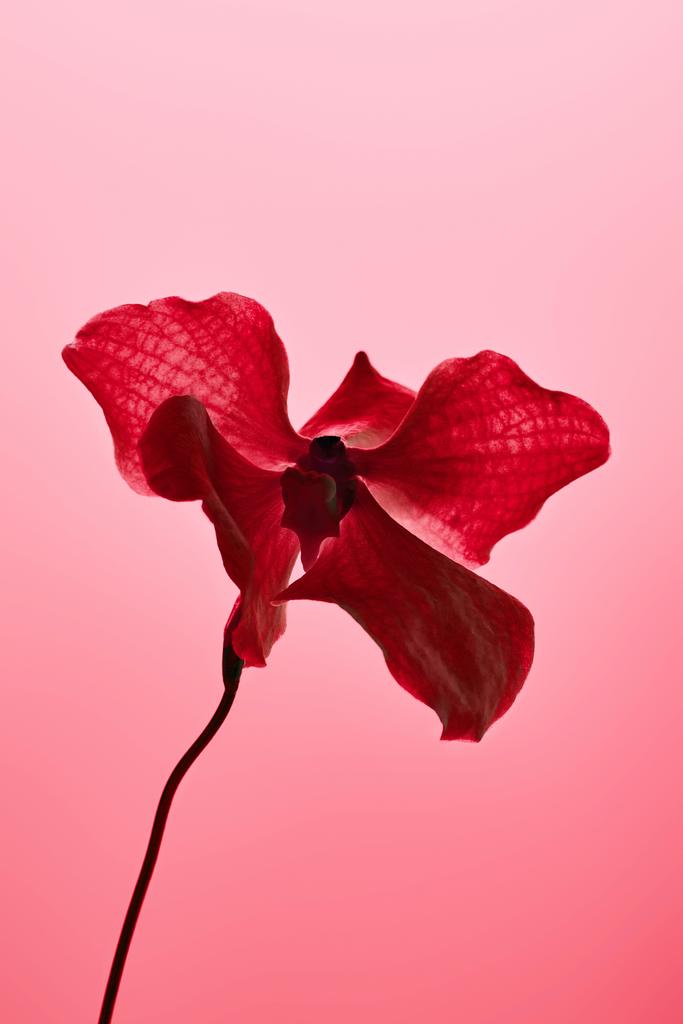 赤で隔絶された色とりどりの赤い蘭の花 - 写真・画像