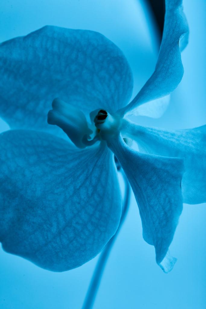 vista de cerca de la flor azul colorida de la orquídea aislada en azul
 - Foto, Imagen
