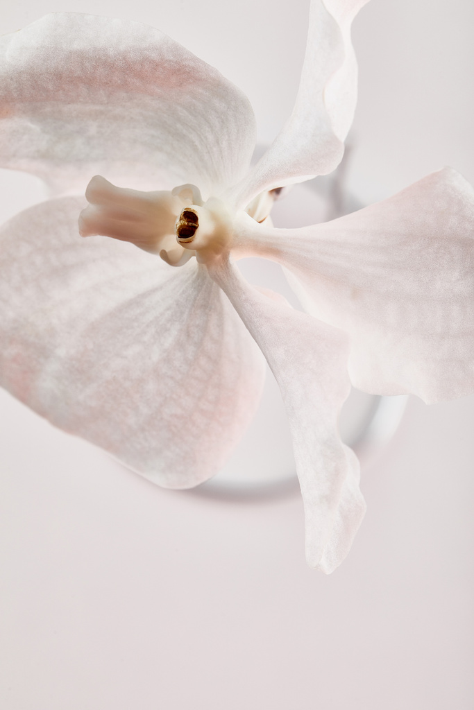 κοντινή προβολή του φυσικού όμορφου λουλουδιού ορχιδέας που απομονώνεται σε λευκό - Φωτογραφία, εικόνα