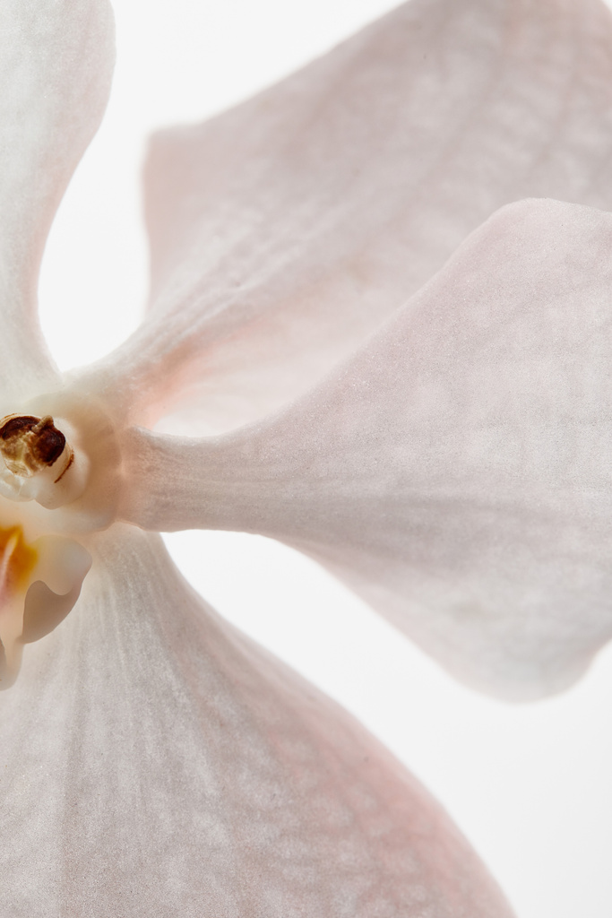 白に孤立した美しい蘭の花を間近で見ることができます - 写真・画像