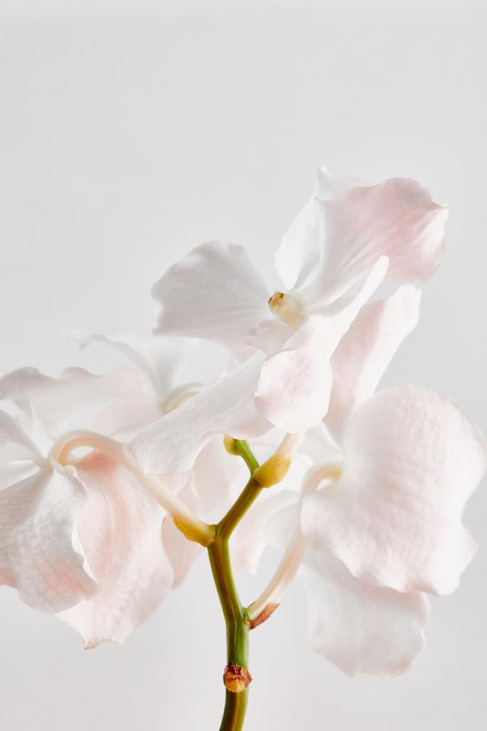 természetes gyönyörű orchidea virágok ágon elszigetelt fehér - Fotó, kép