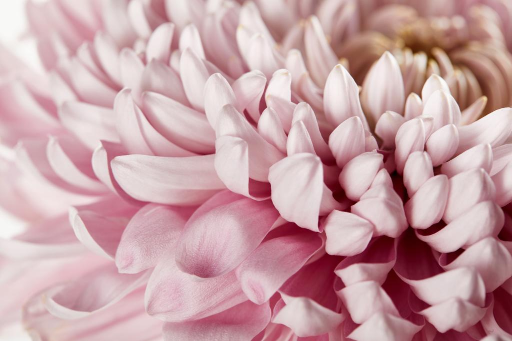 Nahaufnahme von rosa Chrysanthemen - Foto, Bild