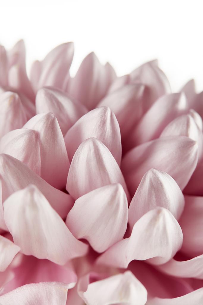 zbliżenie widok różowy chryzantema izolowane na białym - Zdjęcie, obraz