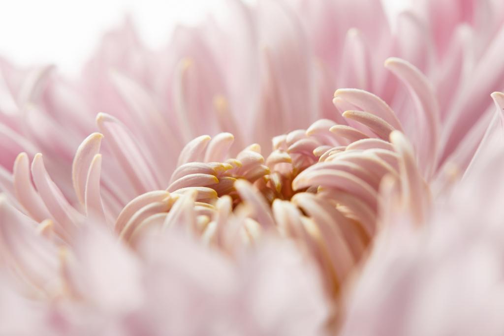 白で隔絶されたピンク菊の姿を間近で見ることが - 写真・画像