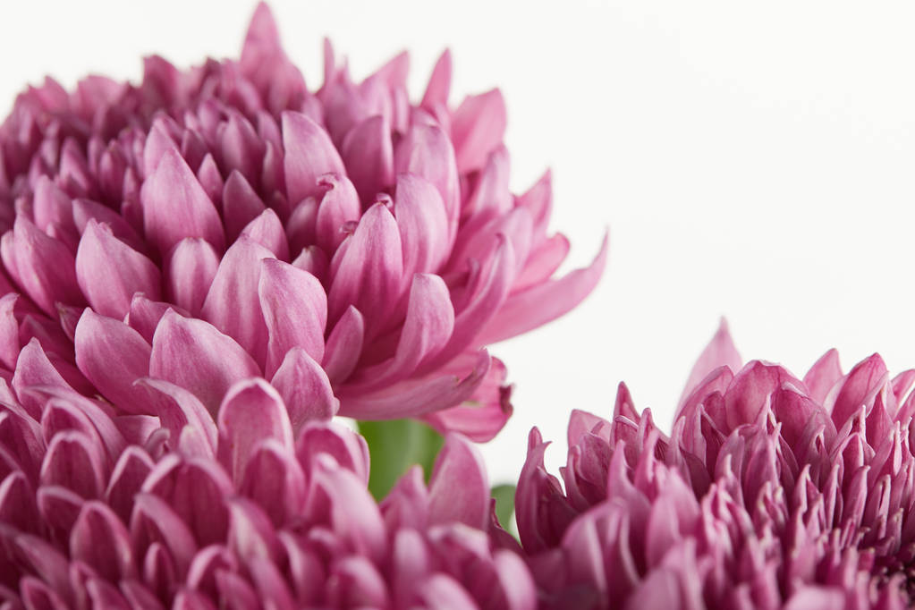 vista de cerca de flores de crisantemo púrpura aisladas en blanco
 - Foto, Imagen