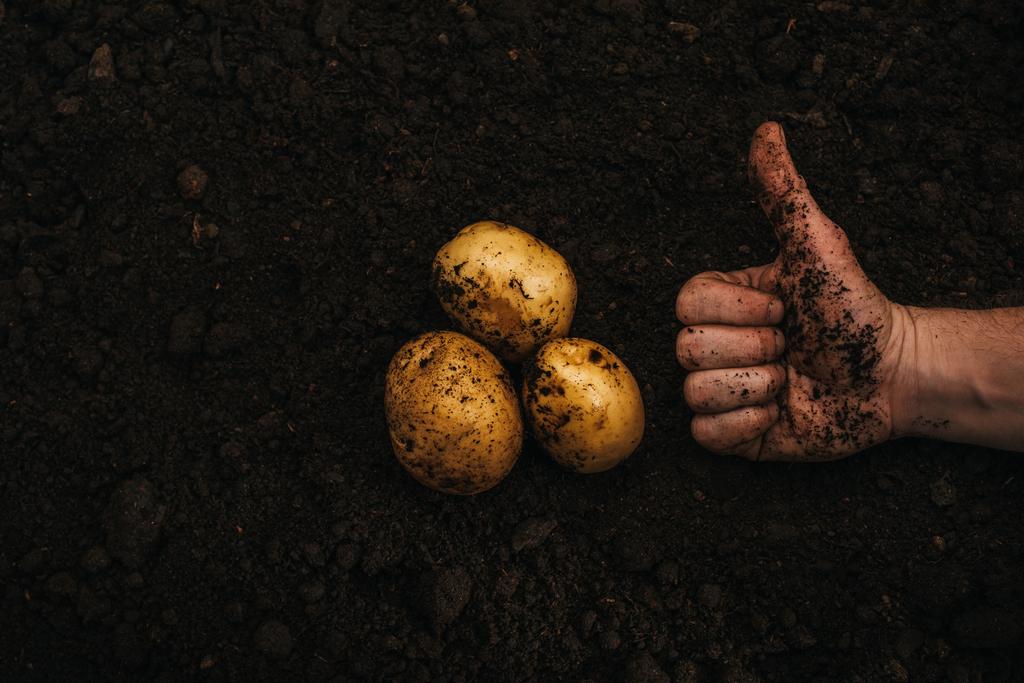 καλλιεργούμενη άποψη του γεωργού που δείχνει τον αντίχειρα κοντά σε ώριμες φυσικές πατάτες στο έδαφος - Φωτογραφία, εικόνα