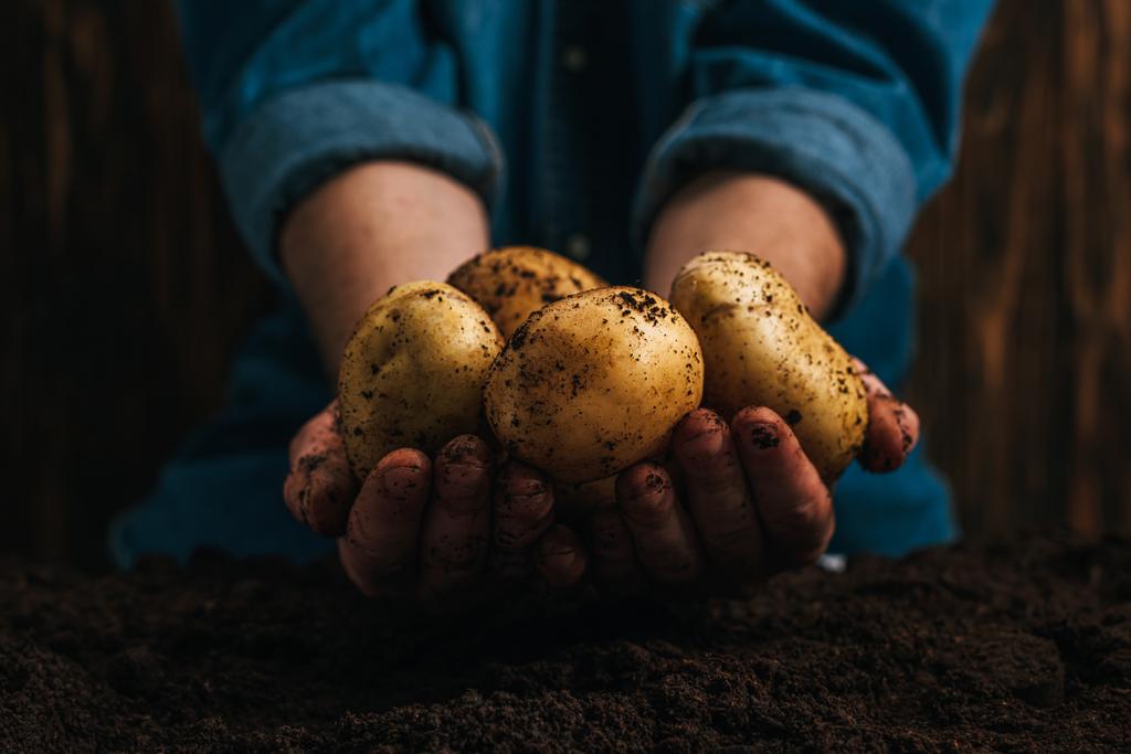 oříznutý pohled na zemědělce držícího špinavé přírodní brambory poblíž země - Fotografie, Obrázek