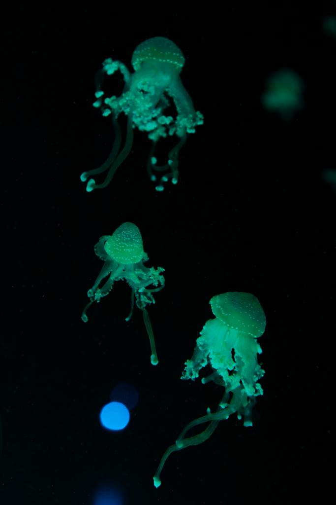 Εντοπίστηκαν μέδουσες σε πράσινο φως νέον σε μαύρο φόντο - Φωτογραφία, εικόνα