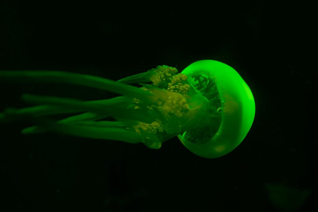 Jellyfish in green neon light on black background - Photo, Image