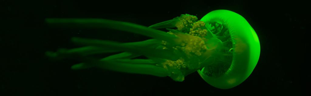Панорамний знімок медуз у зеленому неоновому світлі на чорному тлі
 - Фото, зображення