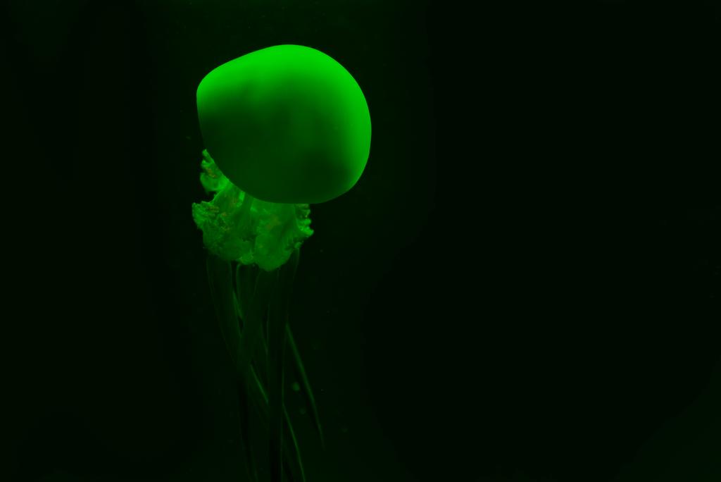 Medusas en luz de neón verde sobre fondo negro
 - Foto, imagen