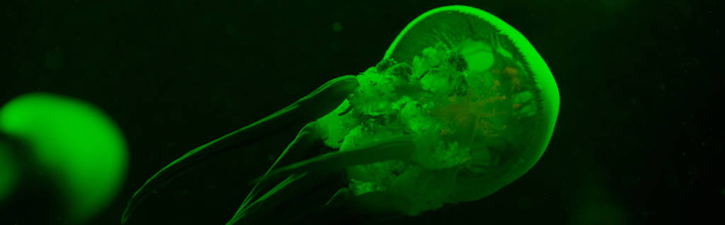 Selectieve focus van kwallen in groen neon licht op zwarte achtergrond, panoramische opname - Foto, afbeelding