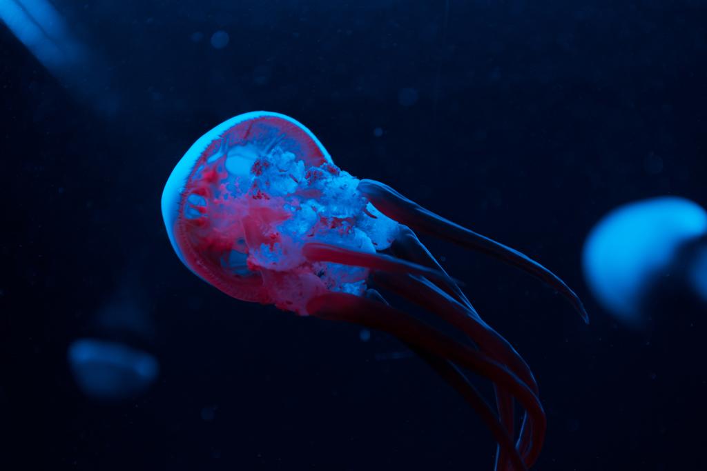 Вибірковий фокус медуз у рожевому та синьому неоновому світлі на чорному тлі
 - Фото, зображення
