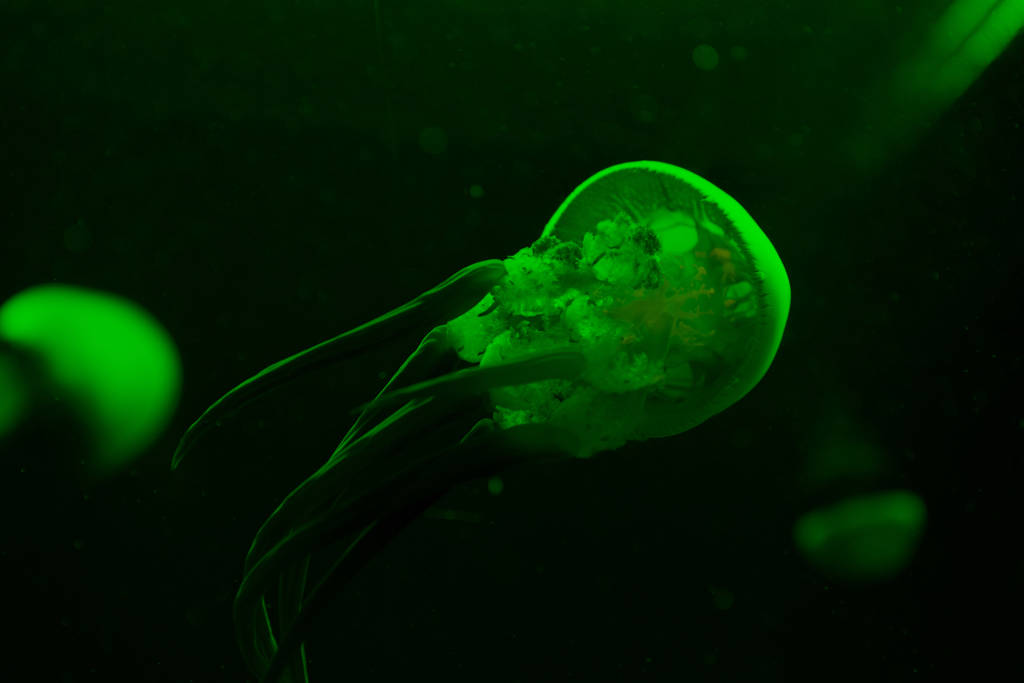Selective focus of jellyfishes in green neon light on black background - Photo, Image