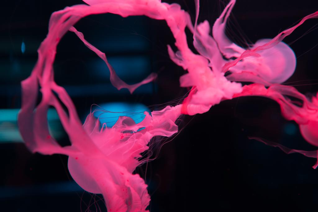 Медузы с щупальцами в розовом неоновом свете на черном фоне
 - Фото, изображение