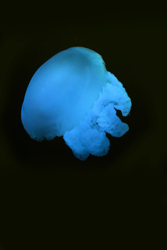 Medusa blu blubber con luce blu al neon su sfondo nero
 - Foto, immagini