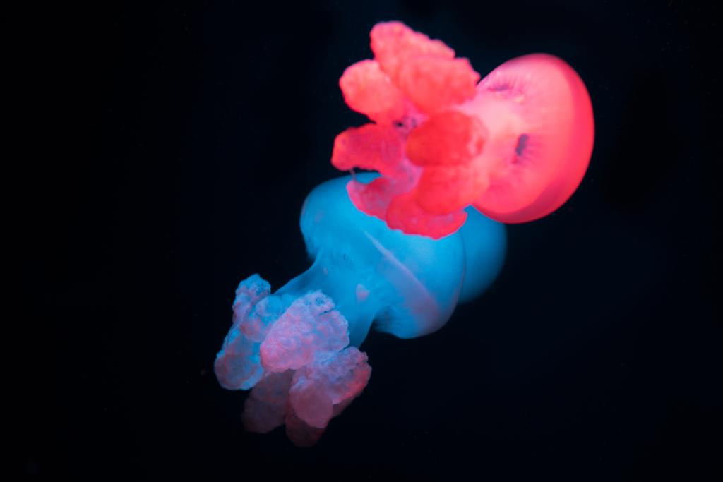 Blue blubber jellyfishes with neon lights on black background - Photo, Image
