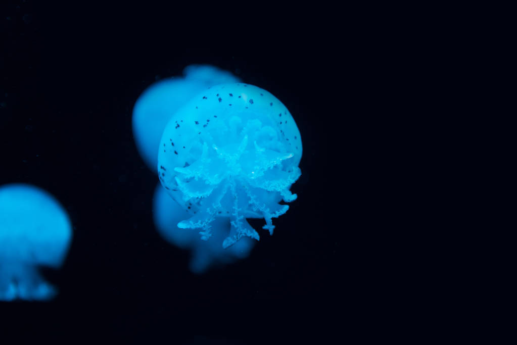 Пятнистые медузы в синем неоновом свете на черном фоне
 - Фото, изображение