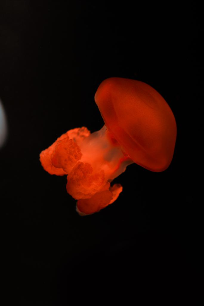 Niebieski meduza blubber w czerwonym świetle neonu na czarnym tle - Zdjęcie, obraz