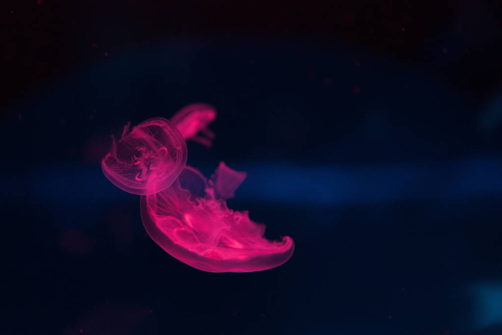 Лунные медузы в неоновом свете на темном фоне
 - Фото, изображение