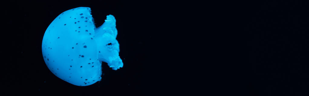 黒い背景に青いネオンライトで発見されたクラゲのパノラマショット - 写真・画像