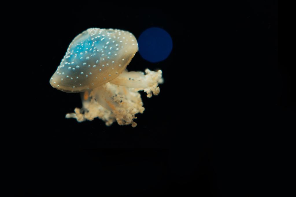 Пятнистая медуза на чёрном фоне
 - Фото, изображение