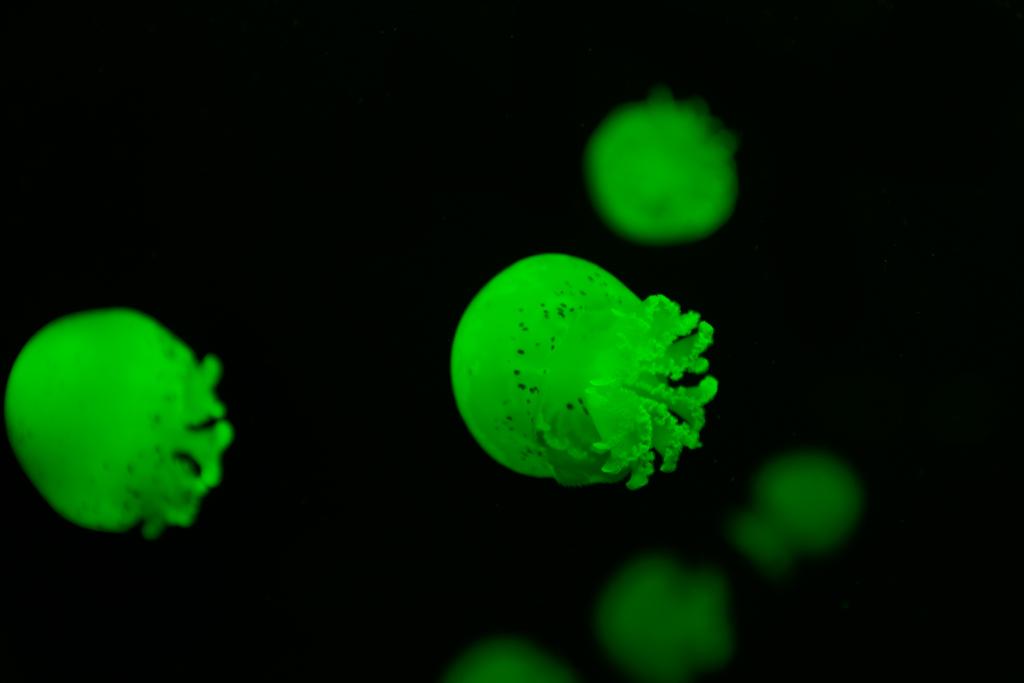 Селективный фокус медуз с зеленым неоновым светом на черном фоне
 - Фото, изображение