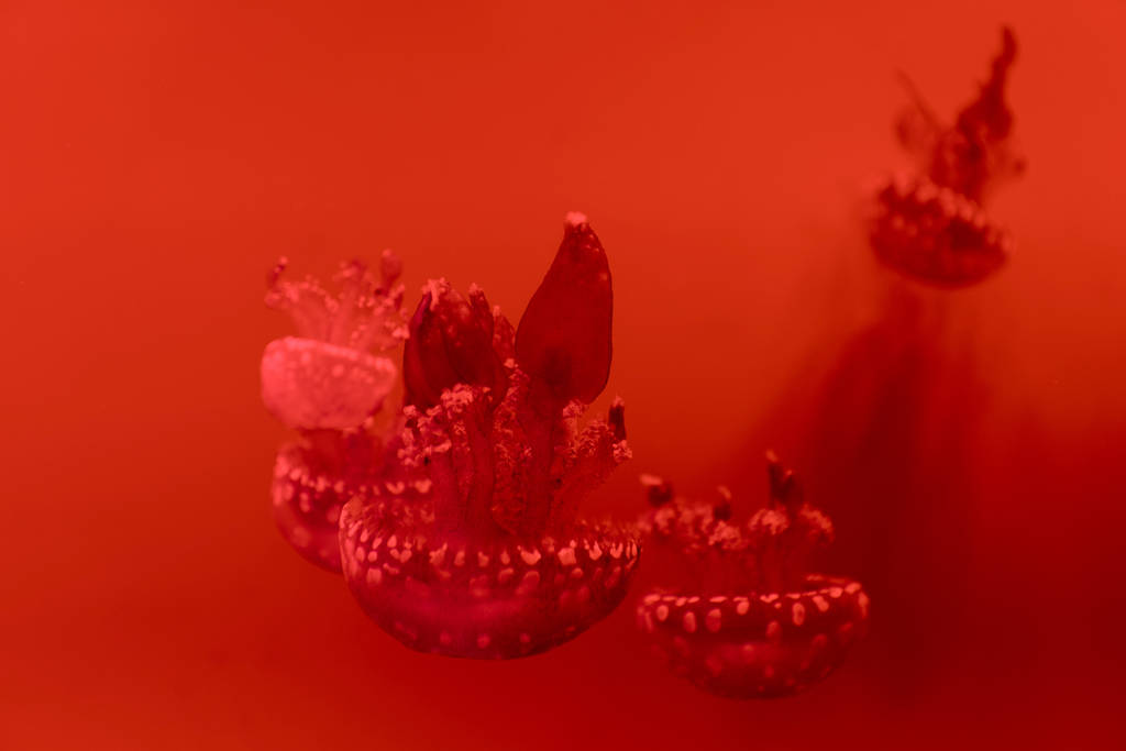 Селективный фокус пятнистой медузы на красном фоне
 - Фото, изображение