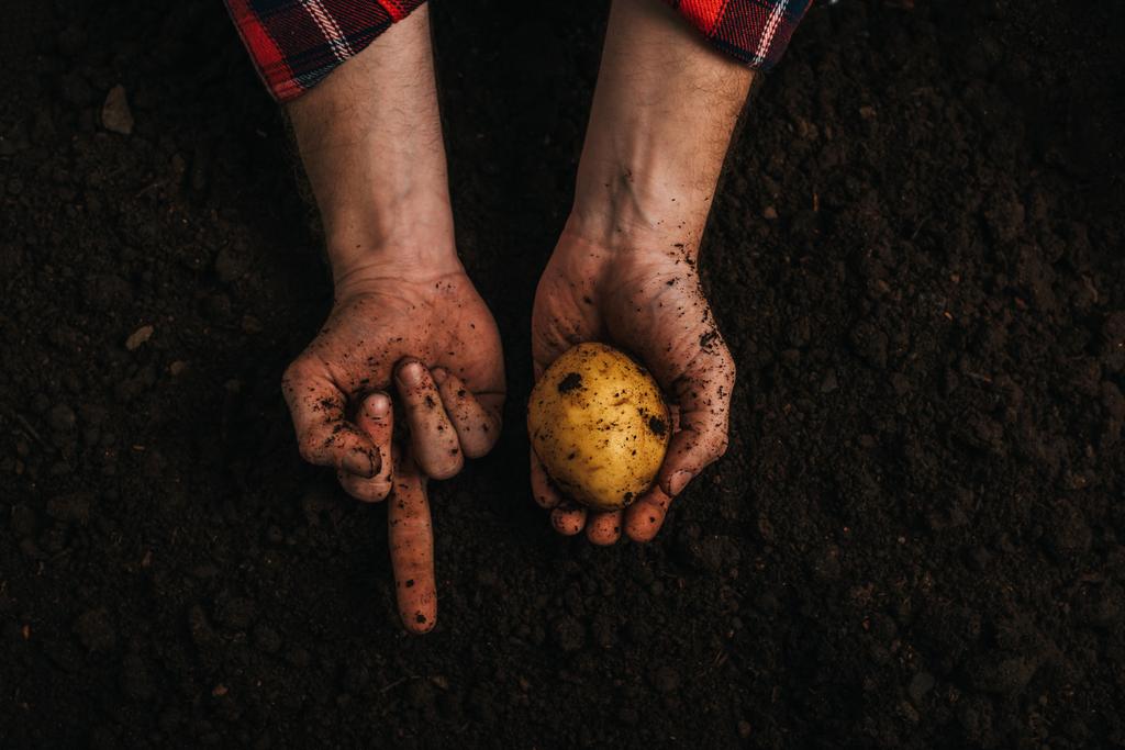 vista parziale dell'agricoltore sporco che tiene patate mature a terra e mostra il dito medio
 - Foto, immagini