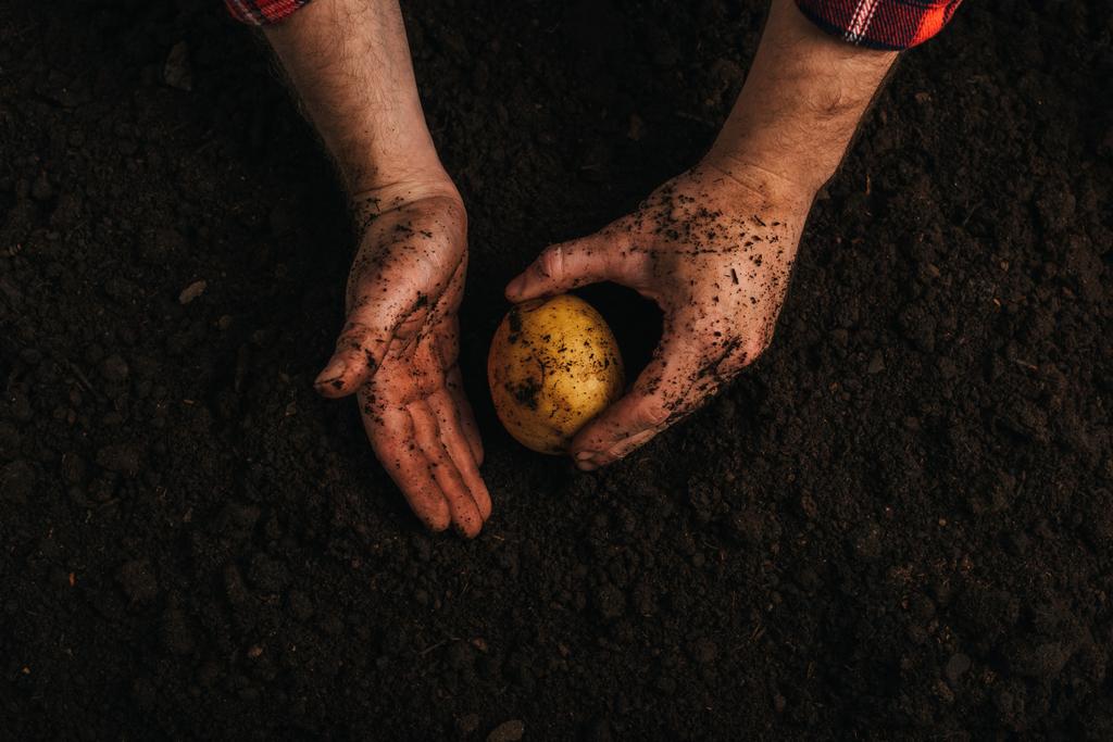 částečný pohled na špinavého farmáře držícího zralé brambory v zemi - Fotografie, Obrázek