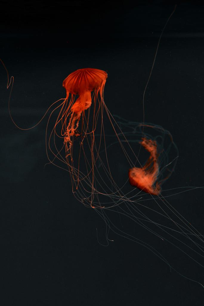 Selektywne skupienie się na meduzach kompasowych w czerwonym neonie na ciemnym tle - Zdjęcie, obraz
