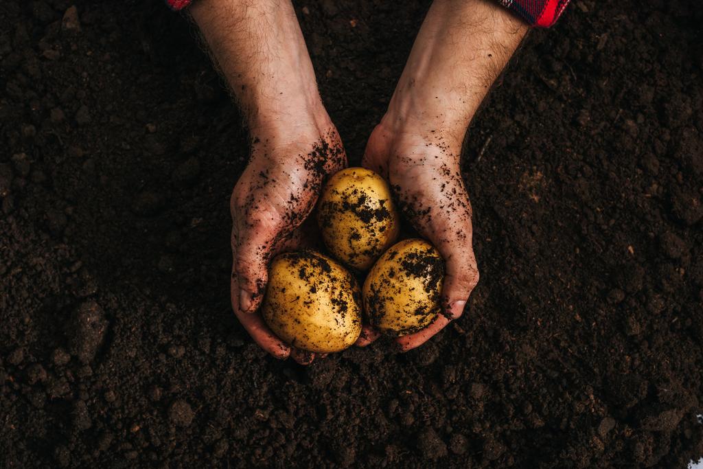vista recortada de los agricultores que tienen patatas naturales maduras en el suelo
 - Foto, Imagen