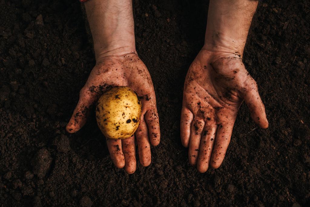 geschnittene Ansicht des Bauern, der reife natürliche Kartoffeln in der Erde hält - Foto, Bild