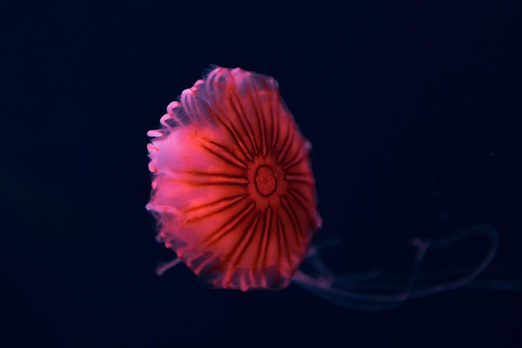 Boussole méduses en néon rose clair sur fond sombre
 - Photo, image