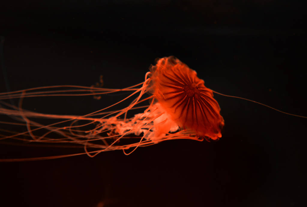 Boussole méduses avec lumière au néon rouge sur fond noir
 - Photo, image