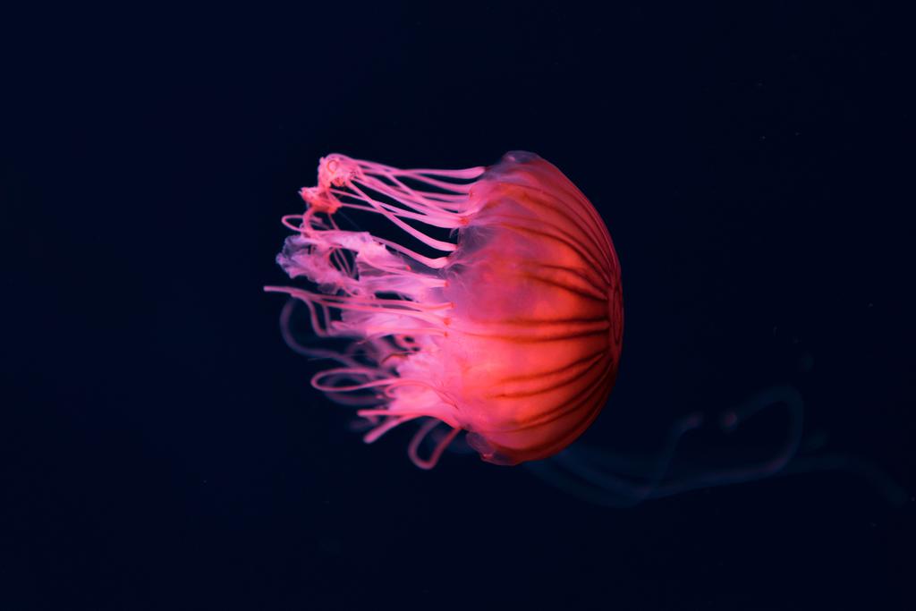 Compass jellyfish with pink neon light on dark background - Photo, Image