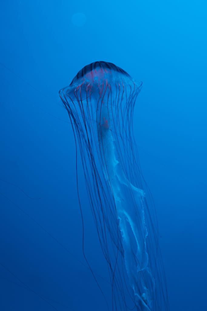 Japanese sea nettle jellyfish on blue background - Photo, Image