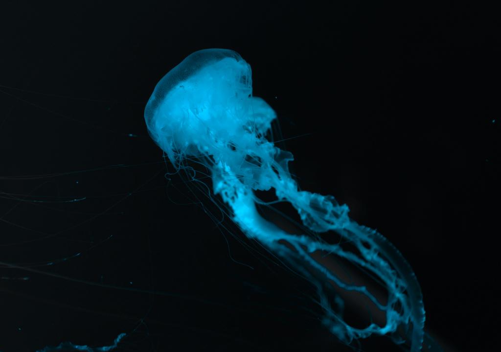 Jellyfish in blue neon light on black background - Photo, Image