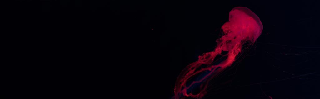 Panoramisch shot van kwallen in rood neon licht op zwarte achtergrond - Foto, afbeelding