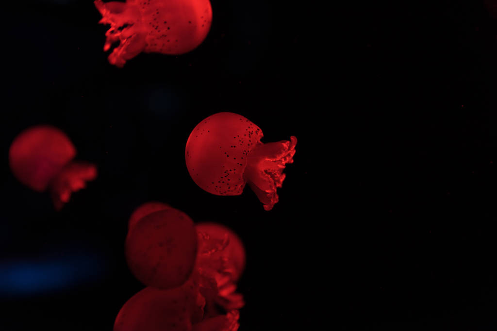 selektiver Fokus von Quallen in rotem Neonlicht auf schwarzem Hintergrund - Foto, Bild