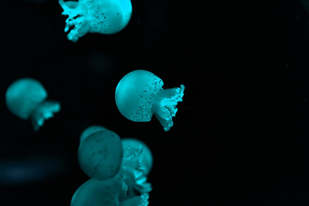 Вибірковий фокус плямистих медуз у синьому неоновому світлі на чорному тлі
 - Фото, зображення