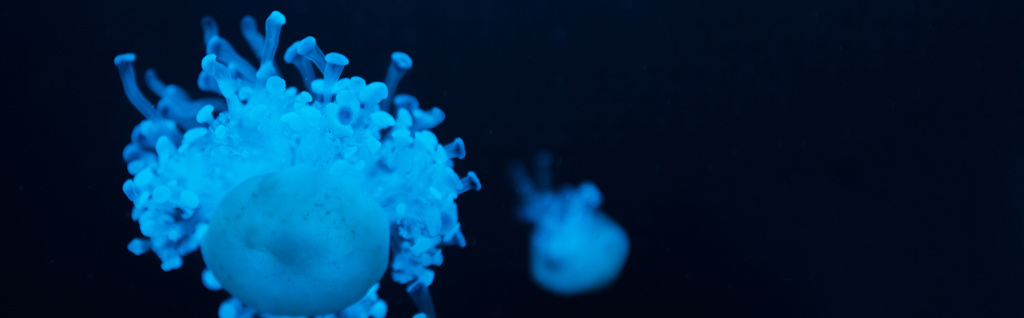 Cassiopea jellyfishes in blue neon light on dark background, panoramic shot - Photo, Image