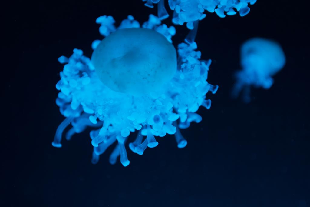 Cassiopea jellyfishes in blauw neon licht op donkere achtergrond - Foto, afbeelding