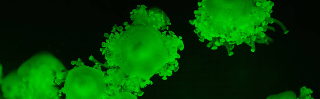 Cassiopea μέδουσες σε πράσινο φως νέον σε σκούρο φόντο, πανοραμική λήψη - Φωτογραφία, εικόνα