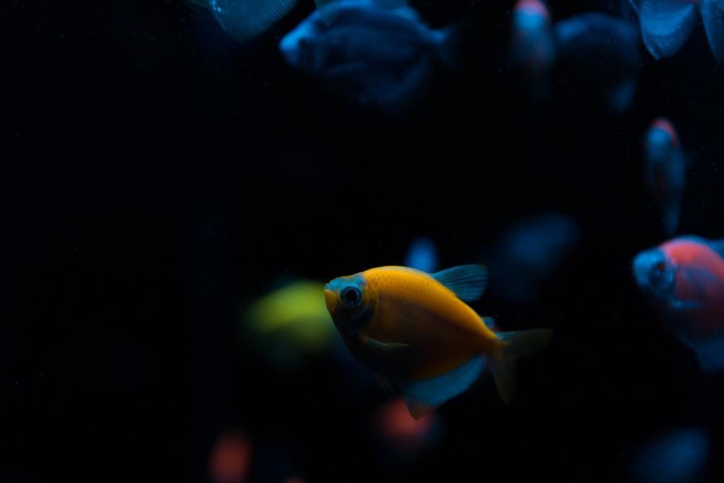 黒を背景にネオンライトを持つ水族館魚の選択的な焦点 - 写真・画像