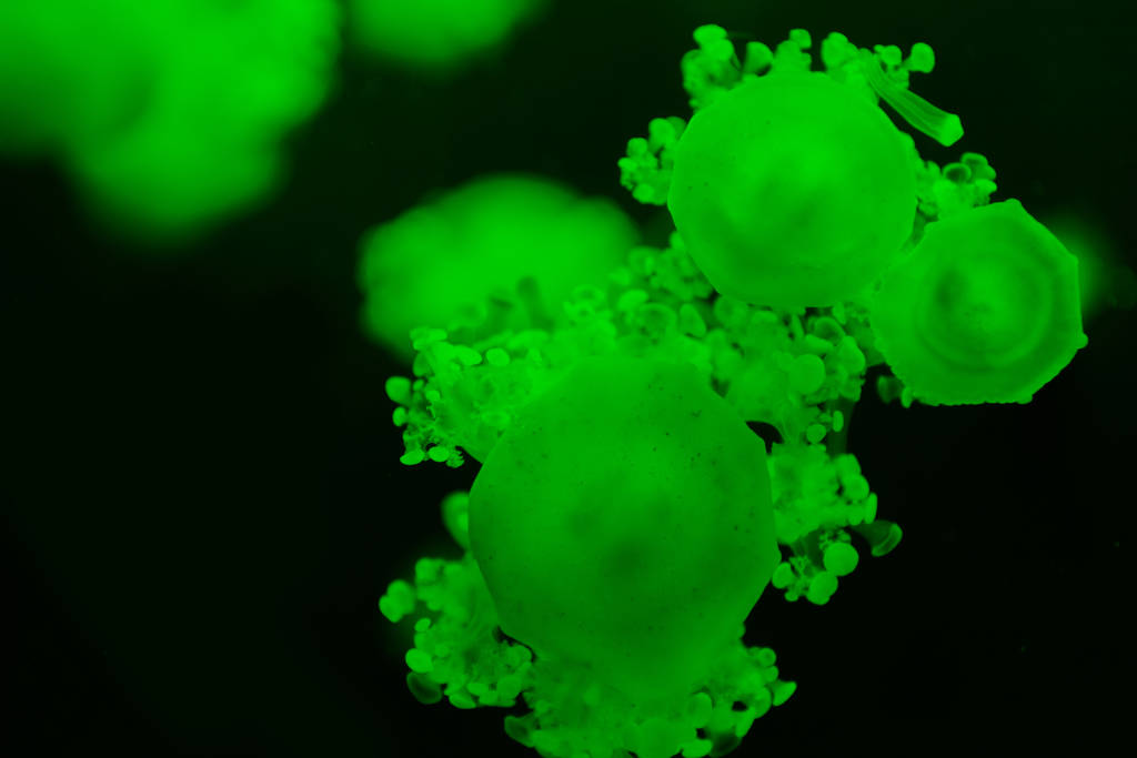 緑のネオンが暗い背景にカシオペアのクラゲの選択的な焦点 - 写真・画像