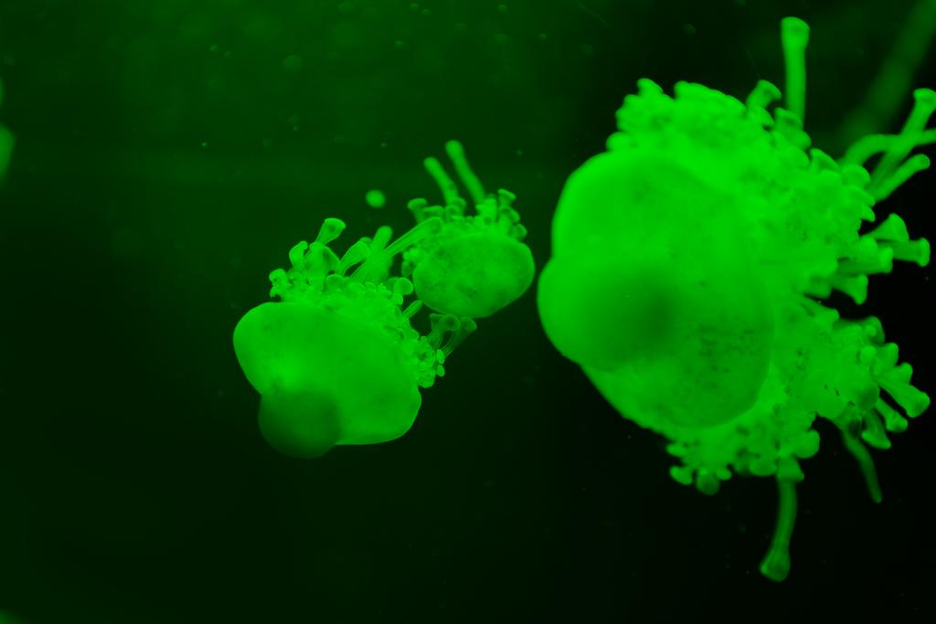 Kassiopea-meduusojen valikoiva painopiste vihreällä neonvalolla tummalla taustalla
 - Valokuva, kuva